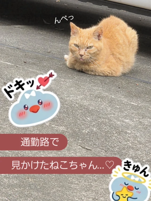 ChatStudioNicoのスタッフ清水です🍀

出勤時の楽しみなのですが、

この道には野良ねこちゃんがいるのです！

こればかりは、私も見る専…

ソーシャルディスタンスを崩さない茶トラが可愛いのです…！

しかも、今日はなんと舌をしまい忘れると言うファンサ!!!!

クールな茶トラがペロリ！

こ、これは…ギャップもえ…!?!?!?

ただでさえ、メロメロになってしまうというのに、追い討ちにギャップもえがきており…

これは、配信でも心がける部分の一つだなと思いました…！(笑)

はぁ～茶トラみたいに可愛いくなりたぁ～い！

夜に活動するねこちゃんみたいに、

しなやかに．・.゜✦．

お仕事は夜だけでなく、朝や昼、夕方もOK!

良かったら、いつでもご連絡くださいね🧡

ChatStudioNico スタッフ清水でした🍀